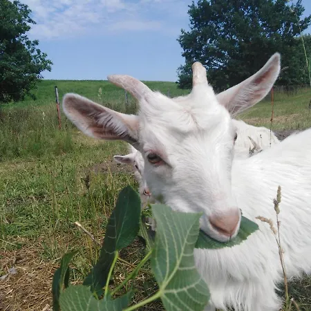 منتزه العطل U Cezarego