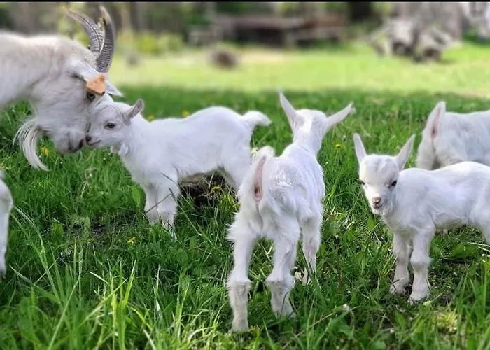 База отдыха U Cezarego Liniewko