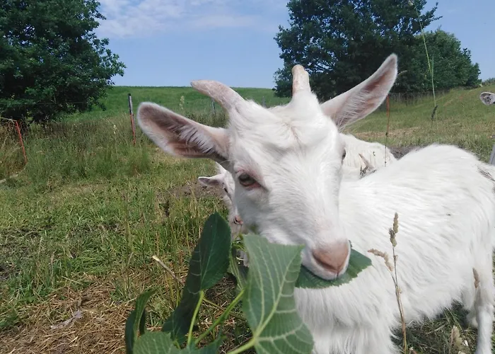 База отдыха U Cezarego